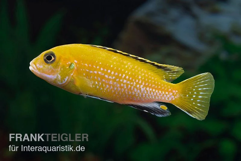 Goldener Fsh Perlosi, Fsh Perlosi Gold 1 Goldener Fsh Perlosi, Fsh Perlosi Gold