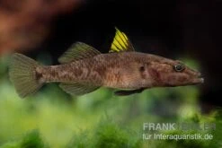 Towuti-Gelbflossengrundel, Glossogobius Flavipinnis -Flossen Freunde Glossogobius flavipinnis 6