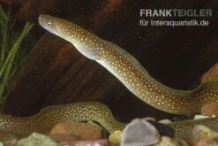 Goldstaubmuräne, Gymnothorax Tile (Rarität)