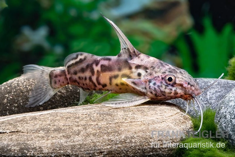Greshoffs Fiederbartwels, Synodontis Greshoffi 1 Greshoffs Fiederbartwels, Synodontis Greshoffi