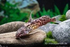 Greshoffs Fiederbartwels, Synodontis Greshoffi 5 Greshoffs Fiederbartwels, Synodontis Greshoffi -Flossen Freunde Greshoffs Fiederbartwels Synodontis greshoffi 2