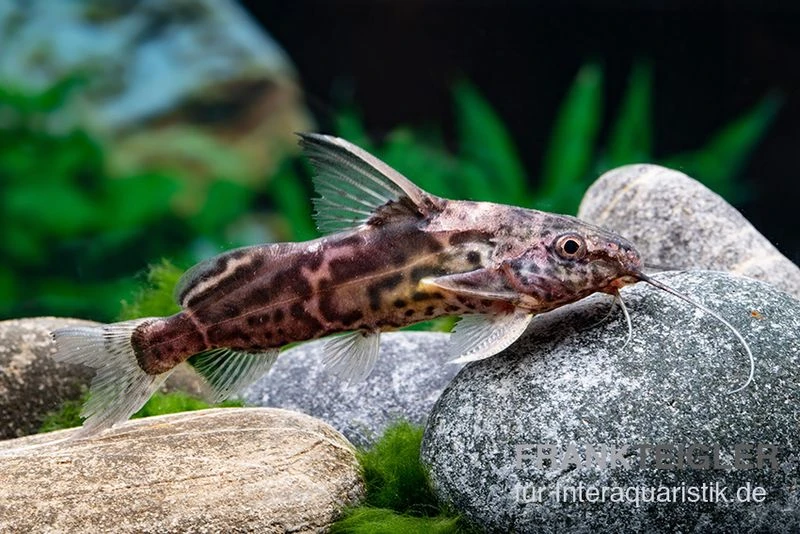 Greshoffs Fiederbartwels, Synodontis Greshoffi 2 Greshoffs Fiederbartwels, Synodontis Greshoffi – Bild 2