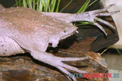 Flossen Freunde 22 Große Wabenkröte, Pipa Pipa