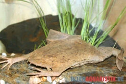 Flossen Freunde -Flossen Freunde Grosse Wabenkroete Pipa pipa 2