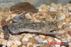 Große Wabenkröte, Pipa Pipa -Flossen Freunde Grosse Wabenkroete Pipa pipa 3