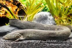 Flossen Freunde 20 Großer Armmolch, Siren Lacertina