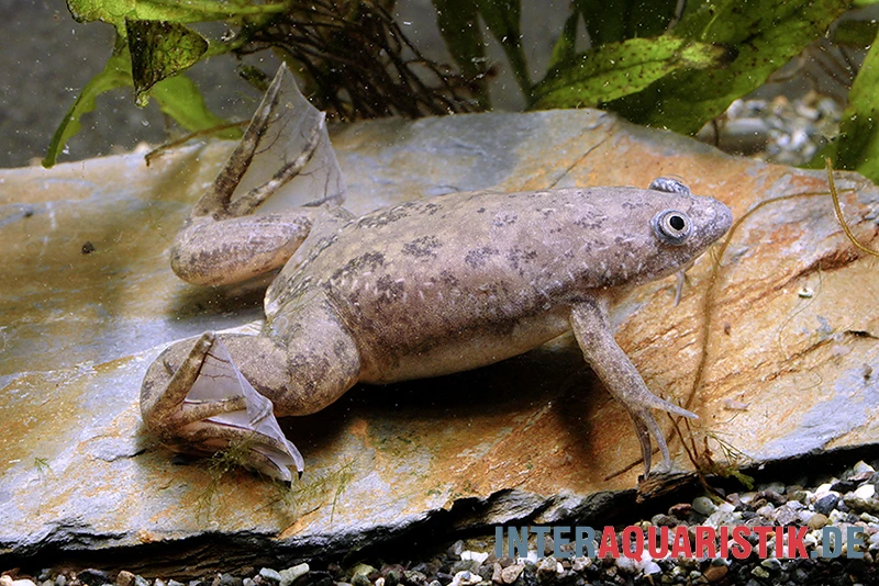Großer Krallenfrosch, Xenopus Muelleri 1 Großer Krallenfrosch, Xenopus Muelleri