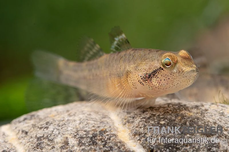 Sumatra Grundel, Mugilogobius Sp Sumatra, 5er Gruppe 2 Sumatra Grundel, Mugilogobius Sp Sumatra, 5er Gruppe – Bild 2