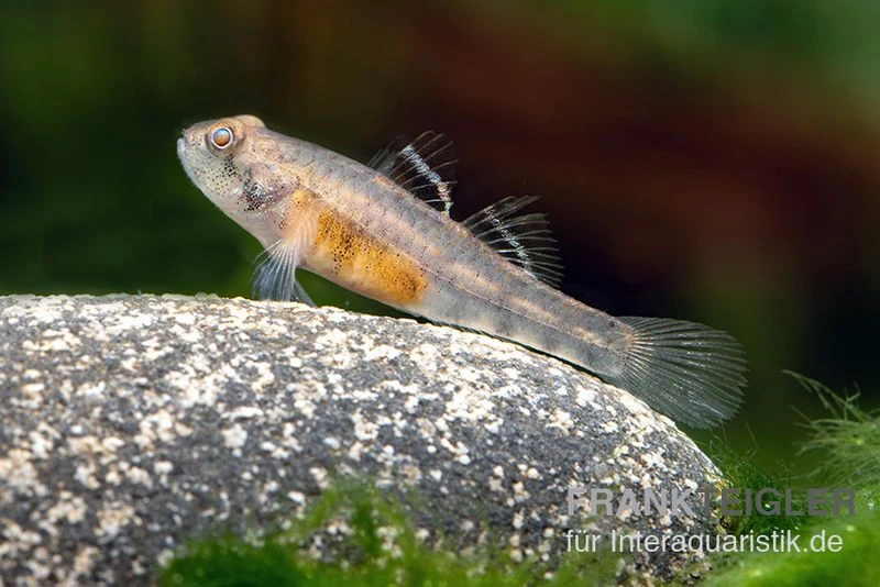 Sumatra Grundel, Mugilogobius Sp Sumatra, 5er Gruppe 1 Sumatra Grundel, Mugilogobius Sp Sumatra, 5er Gruppe
