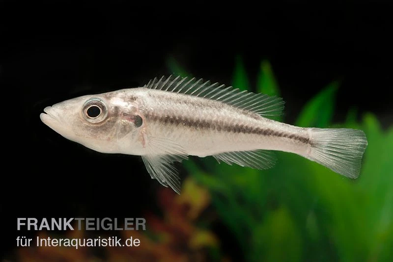 Victoria-Forellencichlide, Haplochromis Thereutheurion, DNZ 1 Victoria-Forellencichlide, Haplochromis Thereutheurion, DNZ