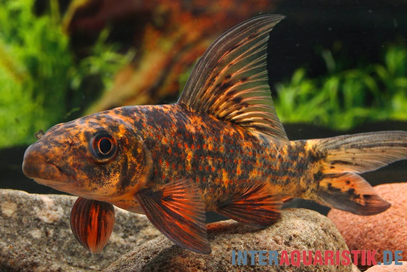 Harlekin-Fransenlipper, Labeo Cyclorhynchus 1 Harlekin-Fransenlipper, Labeo Cyclorhynchus
