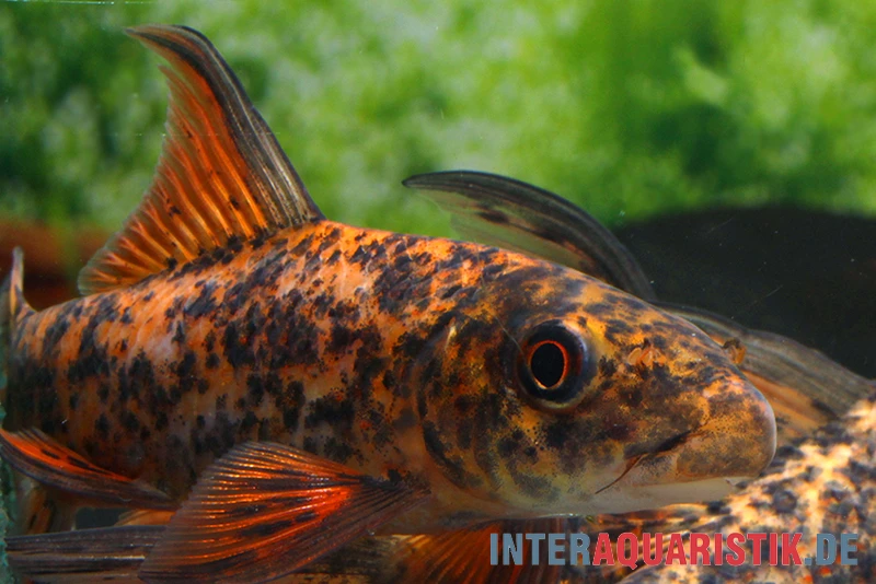 Harlekin-Fransenlipper, Labeo Cyclorhynchus 2 Harlekin-Fransenlipper, Labeo Cyclorhynchus – Bild 2