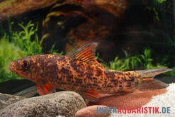 Harlekin-Fransenlipper, Labeo Cyclorhynchus 7 Harlekin-Fransenlipper, Labeo Cyclorhynchus -Flossen Freunde Harlekin Fransenlipper Labeo cyclorhynchus neu 3