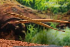 Heterosoma-Süßwassernadel, Doryichthys Heterosoma (Long Mouth Pipefish) 19 Heterosoma-Süßwassernadel, Doryichthys Heterosoma (Long Mouth Pipefish) -Flossen Freunde Heterosoma Suesswassernadel Doryichthys heterosoma 10