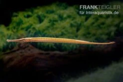 Heterosoma-Süßwassernadel, Doryichthys Heterosoma (Long Mouth Pipefish) 12 Heterosoma-Süßwassernadel, Doryichthys Heterosoma (Long Mouth Pipefish) -Flossen Freunde Heterosoma Suesswassernadel Doryichthys heterosoma 3