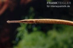 Heterosoma-Süßwassernadel, Doryichthys Heterosoma (Long Mouth Pipefish) 13 Heterosoma-Süßwassernadel, Doryichthys Heterosoma (Long Mouth Pipefish) -Flossen Freunde Heterosoma Suesswassernadel Doryichthys heterosoma 4