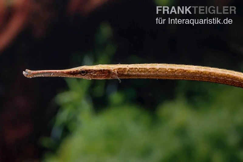 Heterosoma-Süßwassernadel, Doryichthys Heterosoma (Long Mouth Pipefish) 4 Heterosoma-Süßwassernadel, Doryichthys Heterosoma (Long Mouth Pipefish) – Bild 4