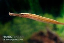 Heterosoma-Süßwassernadel, Doryichthys Heterosoma (Long Mouth Pipefish) 14 Heterosoma-Süßwassernadel, Doryichthys Heterosoma (Long Mouth Pipefish) -Flossen Freunde Heterosoma Suesswassernadel Doryichthys heterosoma 5