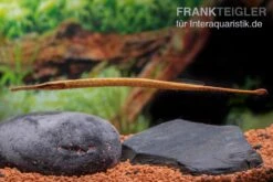 Heterosoma-Süßwassernadel, Doryichthys Heterosoma (Long Mouth Pipefish) 15 Heterosoma-Süßwassernadel, Doryichthys Heterosoma (Long Mouth Pipefish) -Flossen Freunde Heterosoma Suesswassernadel Doryichthys heterosoma 6