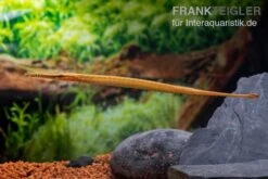 Heterosoma-Süßwassernadel, Doryichthys Heterosoma (Long Mouth Pipefish) 17 Heterosoma-Süßwassernadel, Doryichthys Heterosoma (Long Mouth Pipefish) -Flossen Freunde Heterosoma Suesswassernadel Doryichthys heterosoma 8