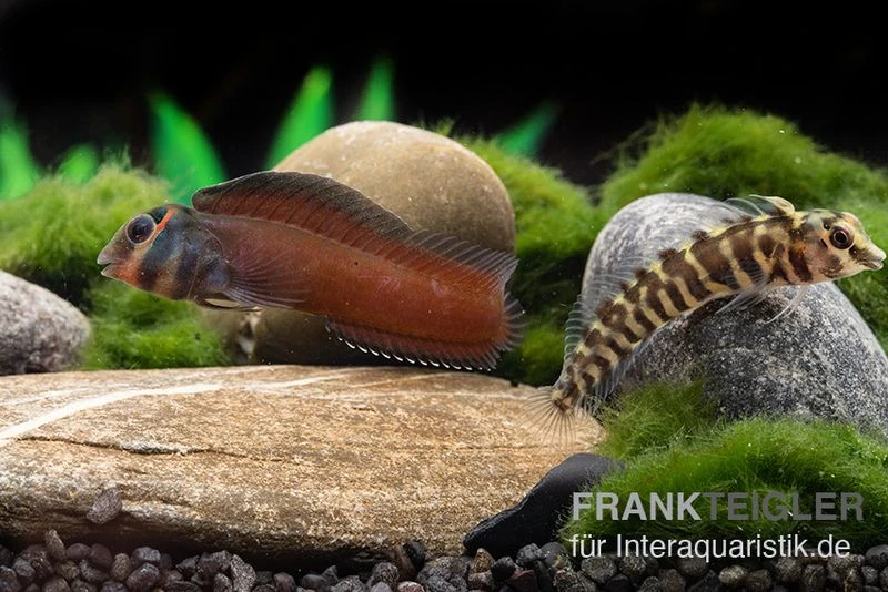 Heyligeri-Schleimfisch, Phenablennius Heyligeri 1 Heyligeri-Schleimfisch, Phenablennius Heyligeri