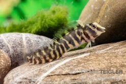 Heyligeri-Schleimfisch, Phenablennius Heyligeri 7 Heyligeri-Schleimfisch, Phenablennius Heyligeri -Flossen Freunde Heyligeri Schleimfisch Phenablennius heyligeri neu 3