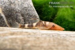 Orange-Otocinclus, Nannoptoma Spec. Orange 9 Orange-Otocinclus, Nannoptoma Spec. Orange -Flossen Freunde Hypoptopoma sp Peru Orange 12