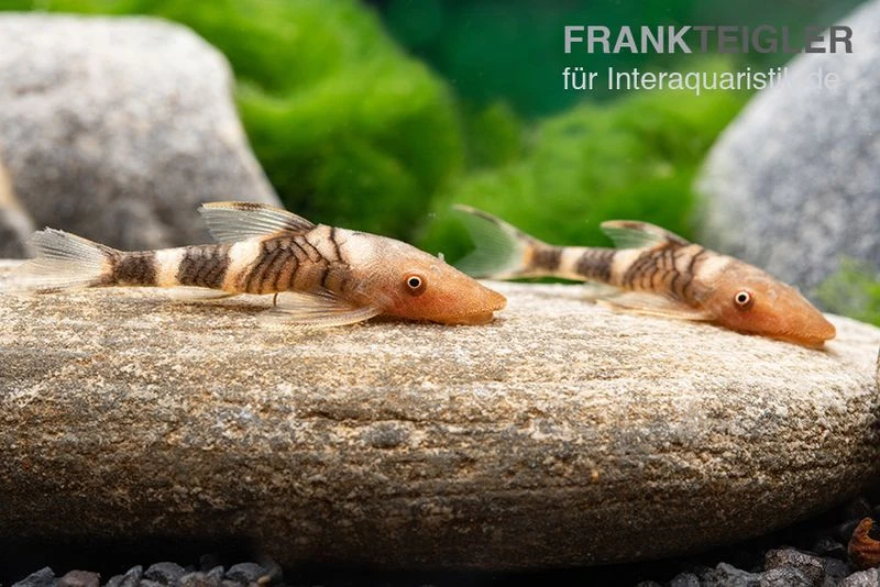 Orange-Otocinclus, Nannoptoma Spec. Orange 2 Orange-Otocinclus, Nannoptoma Spec. Orange – Bild 2