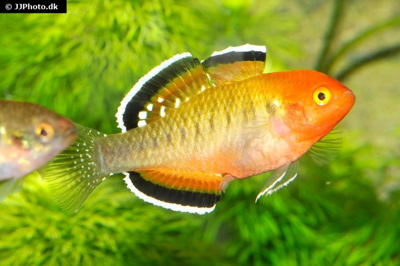 Kaisergrundel, Hypseleotris Compressa, 4-5 Cm 1 Kaisergrundel, Hypseleotris Compressa, 4-5 Cm