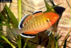 Flossen Freunde -Flossen Freunde Kaisergrundel Hypseleotris compressa 2