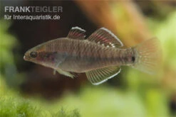 Kaisergrundel, Hypseleotris Compressa, 4-5 Cm 5 Kaisergrundel, Hypseleotris Compressa, 4-5 Cm -Flossen Freunde Kaisergrundel Hypseleotris compressa