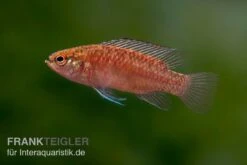 Flossen Freunde 30 Kajal-Zwergblaubarsch, Dario Kajal (paarweise)