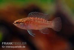 Flossen Freunde -Flossen Freunde Kajal Zwergblaubarsch Dario kajal 2