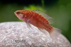 Kajal-Zwergblaubarsch, Dario Kajal (paarweise) -Flossen Freunde Kajal Zwergblaubarsch Dario kajal 3