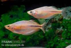 Flossen Freunde -Flossen Freunde Kiura Regenbogenfisch Melanotaenia cf goldiei Kiura 2 Paare 1