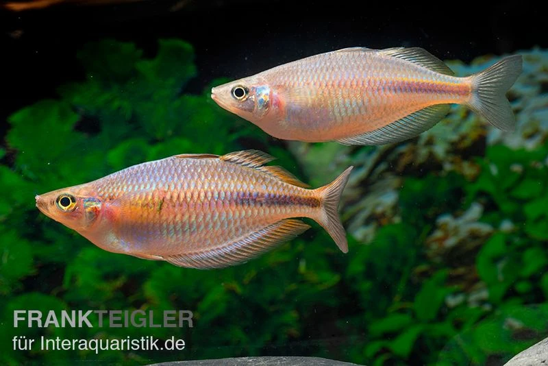Kiura-Regenbogenfisch, Melanotaenia Cf. Goldiei "Kiura", 5 Tiere 2 Kiura-Regenbogenfisch, Melanotaenia Cf. Goldiei "Kiura", 5 Tiere – Bild 2
