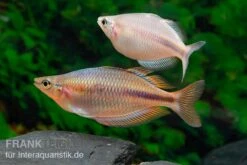 Kiura-Regenbogenfisch, Melanotaenia Cf. Goldiei "Kiura", 5 Tiere 7 Kiura-Regenbogenfisch, Melanotaenia Cf. Goldiei "Kiura", 5 Tiere -Flossen Freunde Kiura Regenbogenfisch Melanotaenia cf goldiei Kiura 2 Paare 2