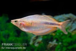 Kiura-Regenbogenfisch, Melanotaenia Cf. Goldiei "Kiura", 5 Tiere 8 Kiura-Regenbogenfisch, Melanotaenia Cf. Goldiei "Kiura", 5 Tiere -Flossen Freunde Kiura Regenbogenfisch Melanotaenia cf goldiei Kiura 2 Paare 3
