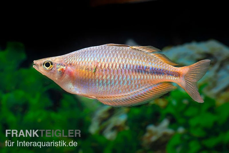 Kiura-Regenbogenfisch, Melanotaenia Cf. Goldiei "Kiura", 5 Tiere 4 Kiura-Regenbogenfisch, Melanotaenia Cf. Goldiei "Kiura", 5 Tiere – Bild 4