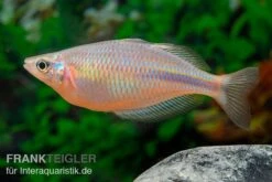 Kiura-Regenbogenfisch, Melanotaenia Cf. Goldiei "Kiura", 5 Tiere 9 Kiura-Regenbogenfisch, Melanotaenia Cf. Goldiei "Kiura", 5 Tiere -Flossen Freunde Kiura Regenbogenfisch Melanotaenia cf goldiei Kiura 2 Paare 5