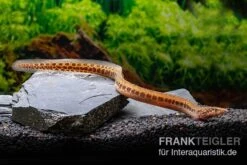 Kongo-Stachelaal, Mastacembelus Cf. Greshoffi (Kongo) -Flossen Freunde Kongo Stachelaal Mastacembelus cf greshoffi Kongo 1