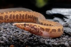 Kongo-Stachelaal, Mastacembelus Cf. Greshoffi (Kongo) -Flossen Freunde Kongo Stachelaal Mastacembelus cf greshoffi Kongo 2