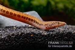 Kongo-Stachelaal, Mastacembelus Cf. Greshoffi (Kongo) -Flossen Freunde Kongo Stachelaal Mastacembelus cf greshoffi Kongo 5