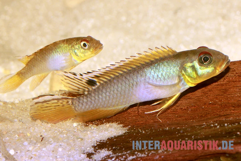 Kongo Zwergbuntbarsch, Nanochromis Teugelsi, 1 Paar 1 Kongo Zwergbuntbarsch, Nanochromis Teugelsi, 1 Paar