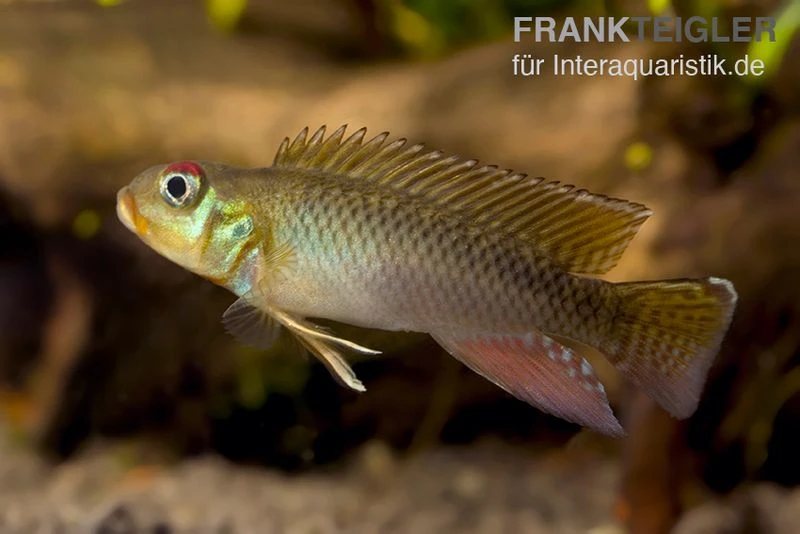 Kongo Zwergbuntbarsch, Nanochromis Teugelsi, 1 Paar 2 Kongo Zwergbuntbarsch, Nanochromis Teugelsi, 1 Paar – Bild 2