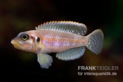 Schneckenbuntbarsch Silver Tip, Lamprologus Ocellatus Silver Tip, DNZ