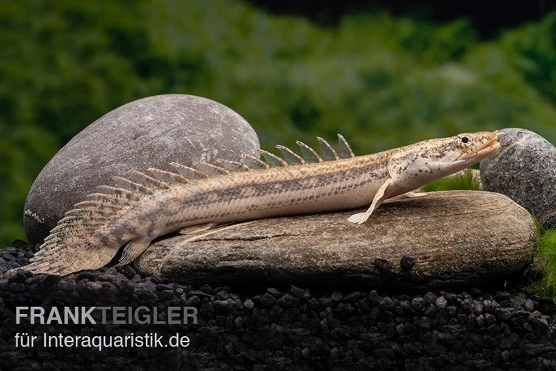 Lapradei-Flösselhecht, Polypterus Lapradei, 20-30 Cm 3 Lapradei-Flösselhecht, Polypterus Lapradei, 20-30 Cm – Bild 3
