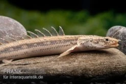 Lapradei-Flösselhecht, Polypterus Lapradei, 20-30 Cm 7 Lapradei-Flösselhecht, Polypterus Lapradei, 20-30 Cm -Flossen Freunde Lapradei Floesselhecht Polypterus lapradei 4