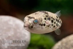 Leopardkugelfisch, Tetraodon Schoutedeni -Flossen Freunde Leopardkugelfisch Tetraodon schoutedeni 2