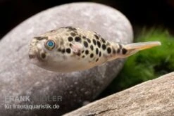 Leopardkugelfisch, Tetraodon Schoutedeni -Flossen Freunde Leopardkugelfisch Tetraodon schoutedeni 3